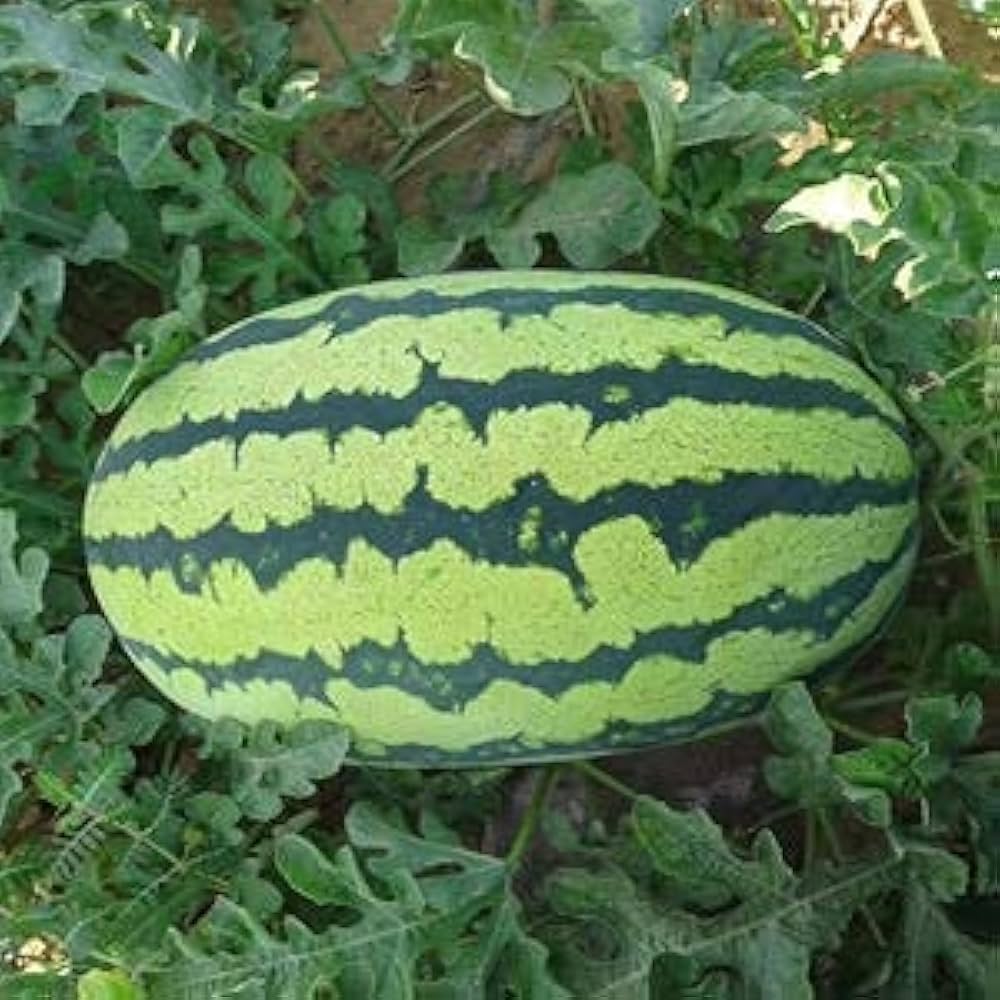 Rare Chinese watermelons grown from mixed seeds with unique shapes and vibrant interiors